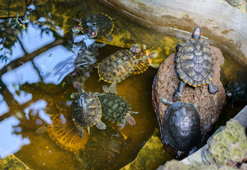 Turtles Trachemys scripta or Pond slider with red-eared slider in the terrarium. Selective focus.