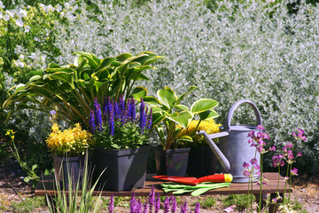 Garden works - planting and care of perennials / Salvia nemorosa Marcus & Hosta Queen Josephine & Veronica prostrata Aztec Gold - obrazy, fototapety, plakaty