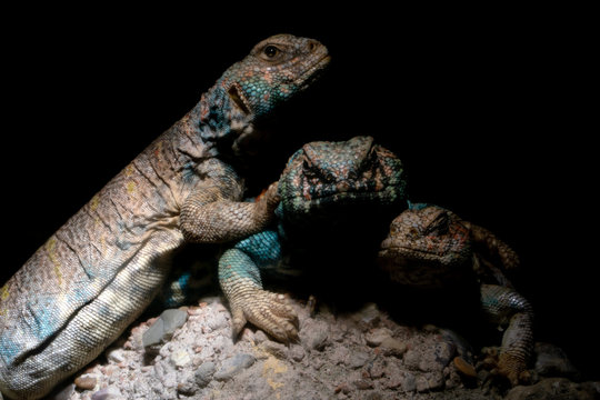 Ornate Mastigure African Lizard Portrait