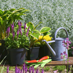 Fototapeta Garden works - planting and care of perennials / Salvia Sensation Deep Rose & Hosta Queen Josephine  obraz
