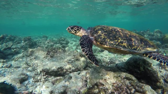 eine Schildkröte schwimmt in einem Riff und sucht Nahrung
