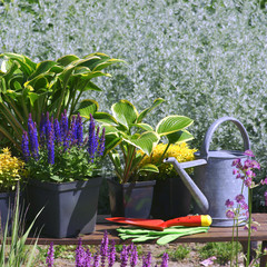 Garden works - planting and care of perennials / Salvia nemorosa Marcus & Hosta Queen Josephine &...