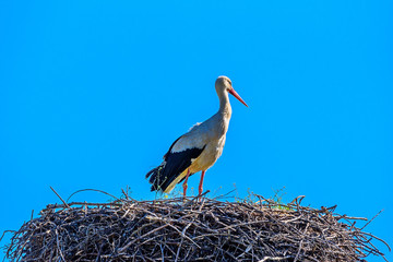 stork in the nest against the blue sky
