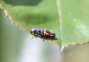 larve de coccinelle