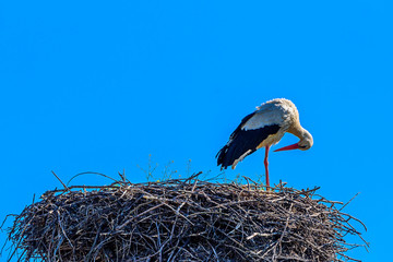 stork in the nest against the blue sky