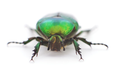 Green beetle isolated.