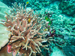 Bleaching coral