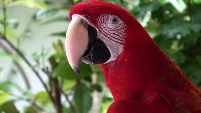 ein roter Papagei vor gr&uuml;nem Hintergrund, der K&ouml;rner frisst