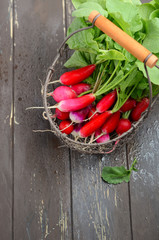 Bunch of fresh colorful radishes on old rustic wooden table, selective focus, copy space.