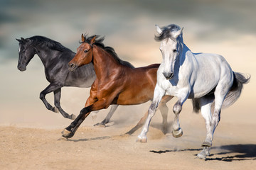 Naklejka na ściany i meble Horses run gallop in desert against sky