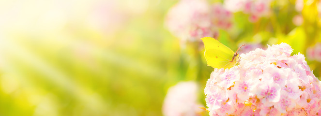 Summer background  -  Butterfly on flower