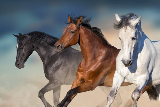 Horses run gallop in desert against sky