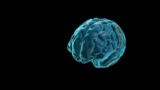 BRAIN-Postcentral gyrus
Human Brain Atlas