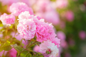 pink rose bush closeup on field background