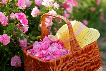 Basket with flower from pink oil roses.