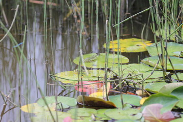 Weiherwiesen bei Tauchenweiler/Aalen-Essingen
