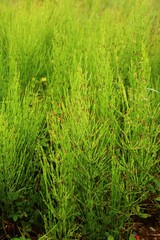 Ackerschachtelhalm  Equisetum arvense
