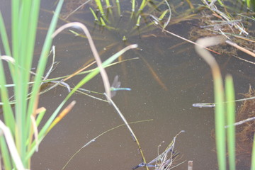 Weiherwiesen bei Tauchenweiler/Aalen-Essingen