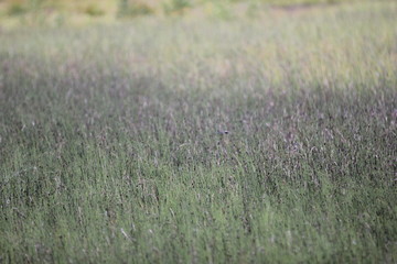 Weiherwiesen bei Tauchenweiler/Aalen-Essingen