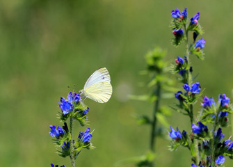 Бабочка белянка на синих цветах 