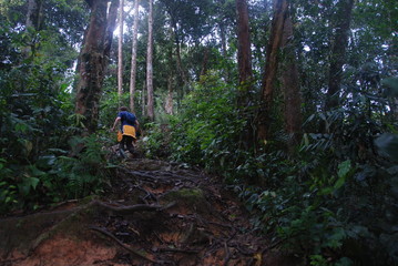 Hiker going through pure jungle in Cameron Highlands, Malaysia