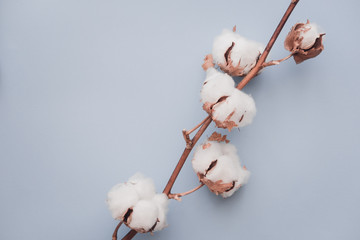 Cotton flower on pastel blue paper background. Minimalism flat lay composition for bloggers, artists, social media,  magazines. Copyspace, horizontal