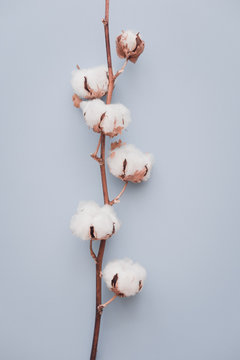 Cotton flower on pastel blue, minimal flatlay