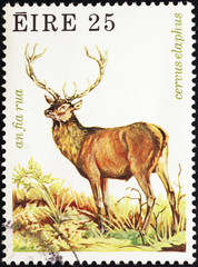 Stag on irish postage stamp