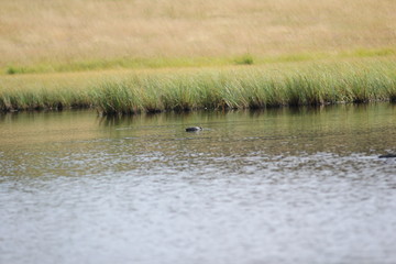 Weiherwiesen bei Tauchenweiler/Aalen-Essingen