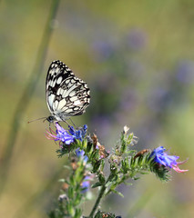 Бабочка Melanargia russiae на цветах 