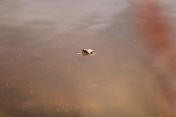 Weiherwiesen bei Tauchenweiler/Aalen-Essingen