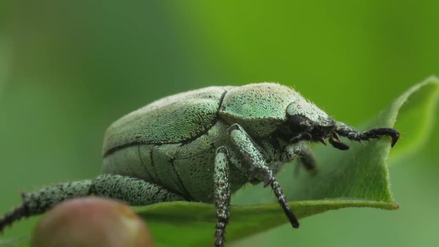 Beetle Hoplia parvula crawling on a green leaf of the plant. Macro footage.