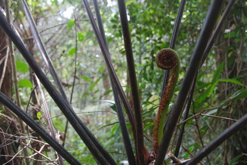 Closeup up view of spiral tropical plant of Malaysian jungle