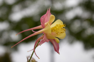 Flying Flower