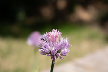 Insect Flower