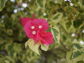 Flor en verano