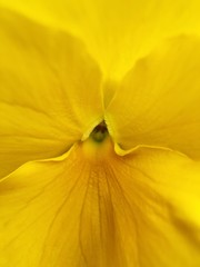 Beautiful flower yellow violet in the Park close up  