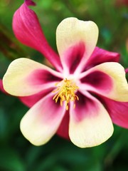 Fototapeta na wymiar Beautiful pink flower in the Park close up 