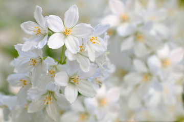 Naklejka na ściany i meble White jasmine flowers on a branch on a bright sunny day.
