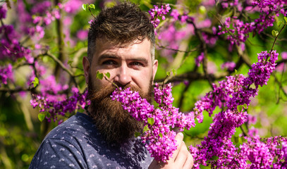 Bearded man with fresh haircut sniffs bloom of judas tree. Man with beard and mustache on calm face near flowers on sunny day. Hipster enjoys aroma of violet blossom. Perfumery and fragrance concept.