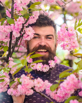 Man with beard and mustache on happy face near pink flowers. Bearded man with fresh haircut with bloom of sakura on background. Unity with nature concept. Hipster with sakura blossom in beard.