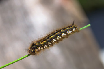 Caterpillar on stalk