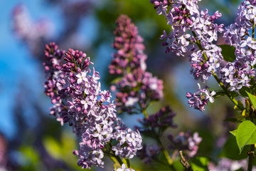 Lilac with morning sunlight