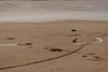Cuando las tortugas nacen siempre buscan al mar, es una travesía larga y complicada, para al final llegar a la vida