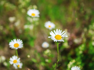 Beautiful natural background of the chamomile field