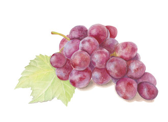 Grapes. Watercolor/watercolour illustration
