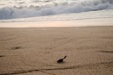 Liberación de tortugas Marinas en playa Mayto, municipio de Cabo Corrientes en Jalisco México