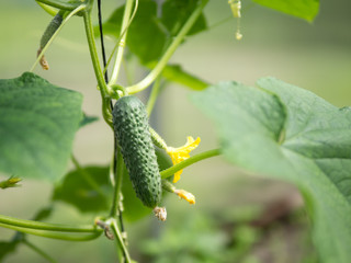 Growing Cucumbers in the greenhouse