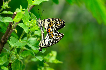 Selective focus on wing or special point for Colorful Butterfly mating in the nature.