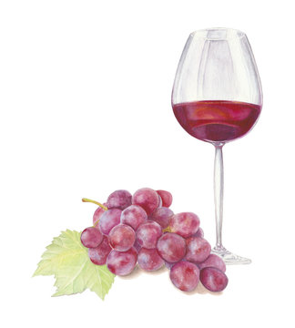 Grapes&Red wine. Watercolor/watercolour illustration